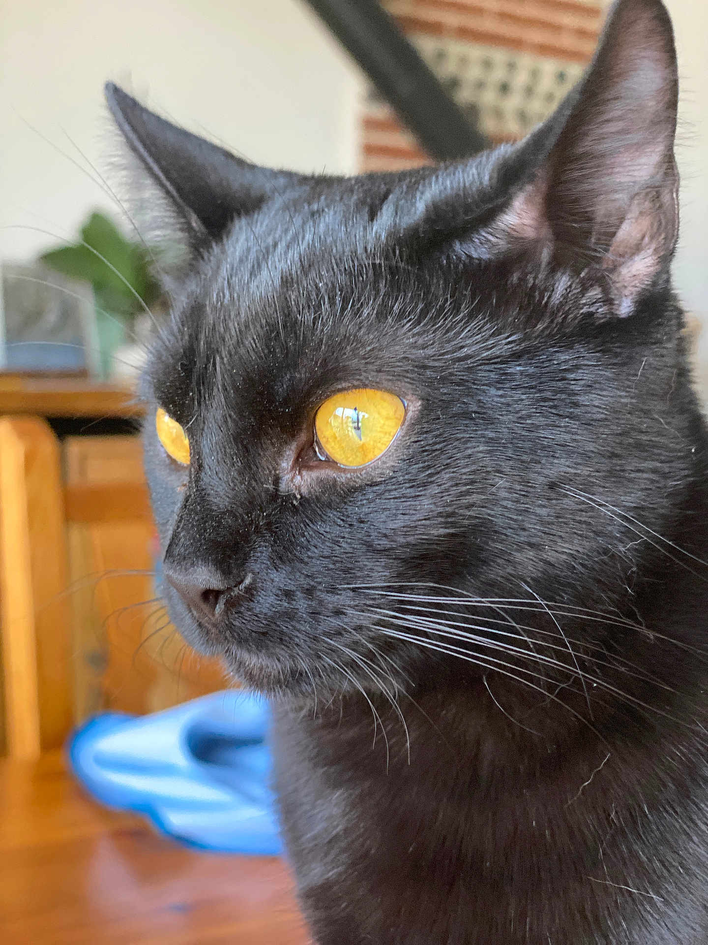 Miet participe au concours pour gagner de l'argent avec cette photo : black_cat, cat, close_up, yellow_eyes, whiskers, indoor, pet, feline, fur, animal, domestic_animal, portrait, cute, face, side_view, looking_away, whiskers_visible, soft_light, houseplant, wooden_furniture