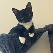 Ivy joined the competition — help win amazing prizes! kitten, cat, tuxedo_cat, black_and_white, pet, indoor, cat_hammock, cat_tree, paws, whiskers, ears, curious, looking_at_camera, portrait, cozy, soft_texture, feline, houseplant_absent, minimal_background, sitting