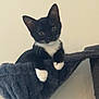 kitten, cat, tuxedo_cat, black_and_white, pet, indoor, cat_hammock, cat_tree, paws, whiskers, ears, curious, looking_at_camera, portrait, cozy, soft_texture, feline, houseplant_absent, minimal_background, sitting