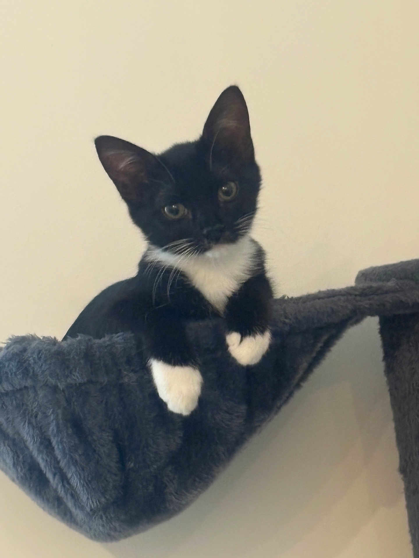 Ivy joined the competition — help win amazing prizes! kitten, cat, tuxedo_cat, black_and_white, pet, indoor, cat_hammock, cat_tree, paws, whiskers, ears, curious, looking_at_camera, portrait, cozy, soft_texture, feline, houseplant_absent, minimal_background, sitting