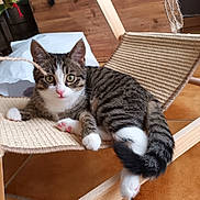 Mia a rejoint le concours — aidez-le/la à gagner de superbes lots ! cat, kitten, tabby, indoor, hammock_chair, woven, wooden_floor, furniture, curious, green_eyes, pink_paws, pink_nose, striped, relaxed, cute, pet, animal, laying_down, closeup, cozy