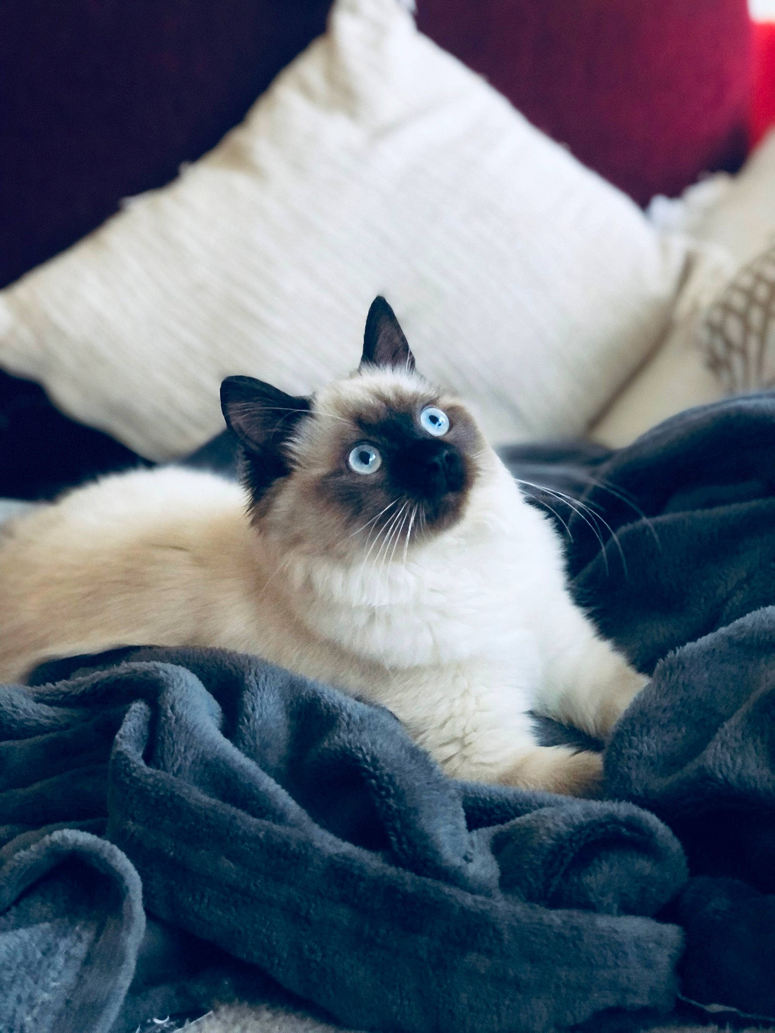 Satine participe au concours pour gagner de l'argent avec cette photo : birman, carnivore, cat, comfort, electric_blue, fawn, felidae, fur, iris, linens, pattern, siamese, small_to_medium_sized_cats, snout, whiskers