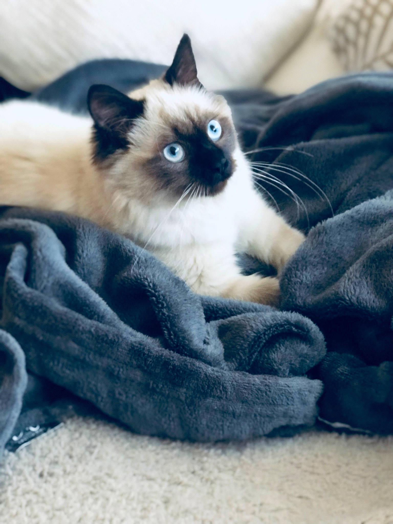 Satine a rejoint le concours — aidez-le/la à gagner de superbes lots ! balinese, birman, carnivore, cat, claw, comfort, electric_blue, fawn, felidae, fur, grey, linens, paw, siamese, sitting, small_to_medium_sized_cats, snout, tail, thai, whiskers