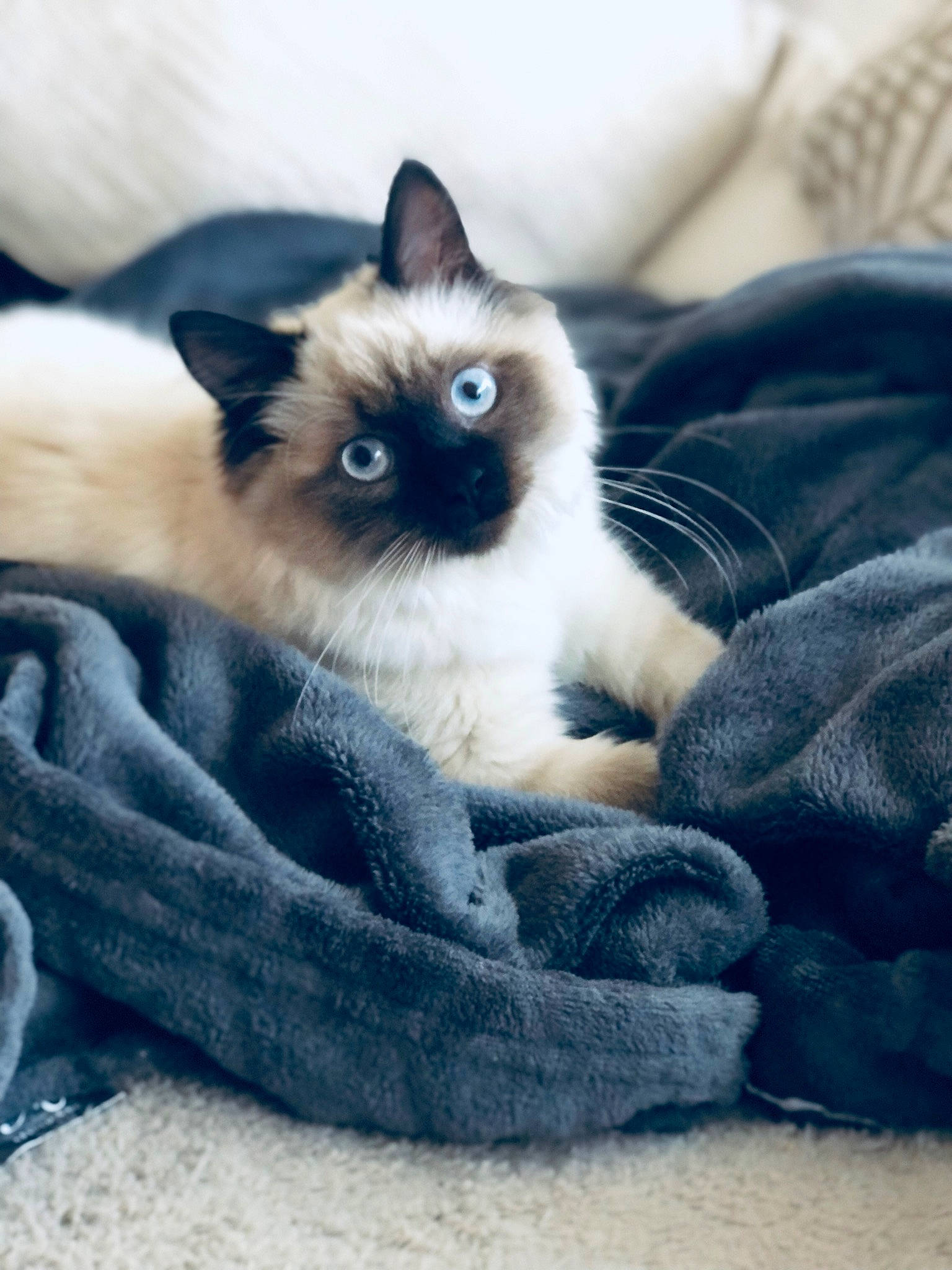Satine a rejoint le concours — aidez-le/la à gagner de superbes lots ! balinese, birman, carnivore, cat, claw, comfort, electric_blue, fawn, felidae, fur, grey, iris, siamese, small_to_medium_sized_cats, snout, tail, thai, whiskers