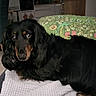 dog, dachshund, black_dog, long_hair, pet, indoor, blanket, cushion, floral_pattern, sofa, animal, mammal, cute, companion, resting, looking, cozy, home, domestic, fur
