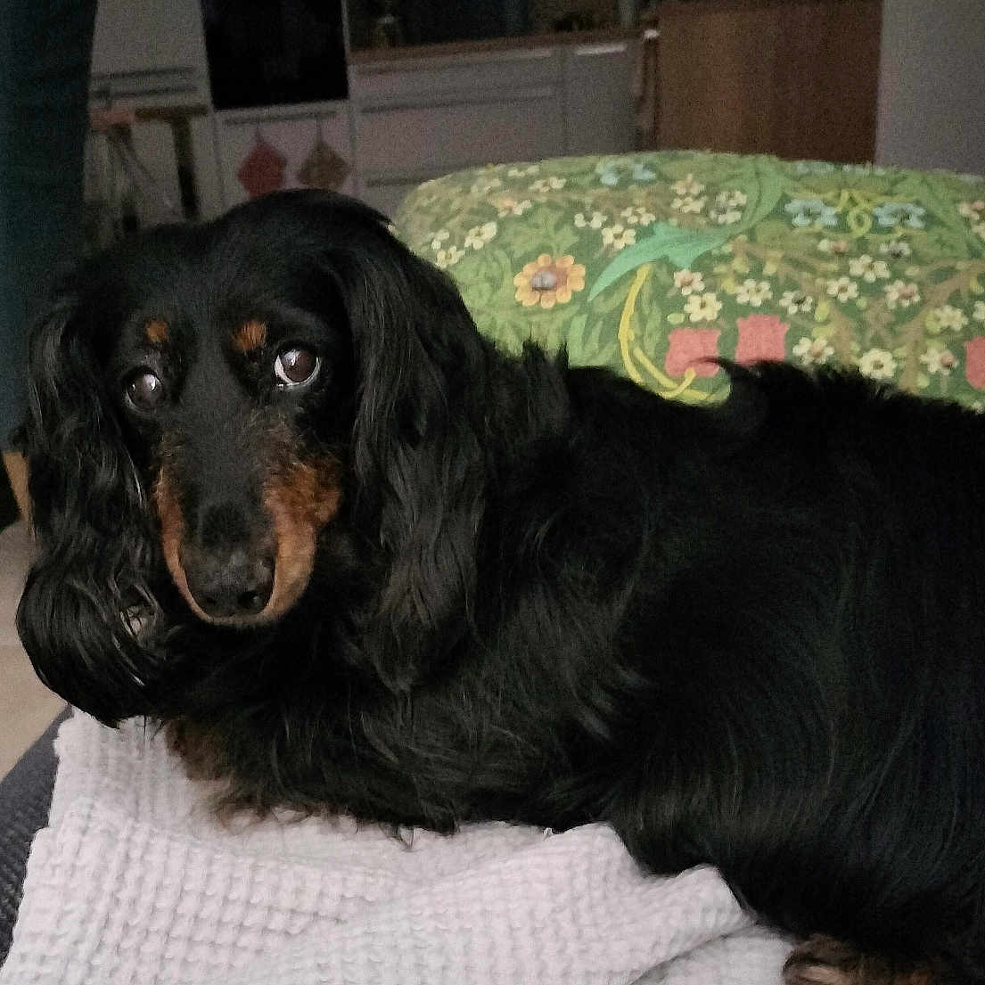 Molly participe au concours pour gagner de l'argent avec cette photo : dog, dachshund, black_dog, long_hair, pet, indoor, blanket, cushion, floral_pattern, sofa, animal, mammal, cute, companion, resting, looking, cozy, home, domestic, fur