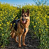animal, blue_sky, canine, daytime, dog, ears, field, fur, german_shepherd, greenery, nature, outdoor, path, pet, standing, summer, sunlight, tongue, wildflowers, yellow_flowers