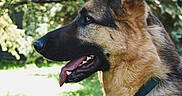 Cisco participe au concours pour gagner de l'argent avec cette photo : animal, bodypart, canine, dog, germanshepherd, grass, green, grove, land, mouth, nature, outdoors, person, pet, plant, policedog, puppy, tree, vegetation, woodland