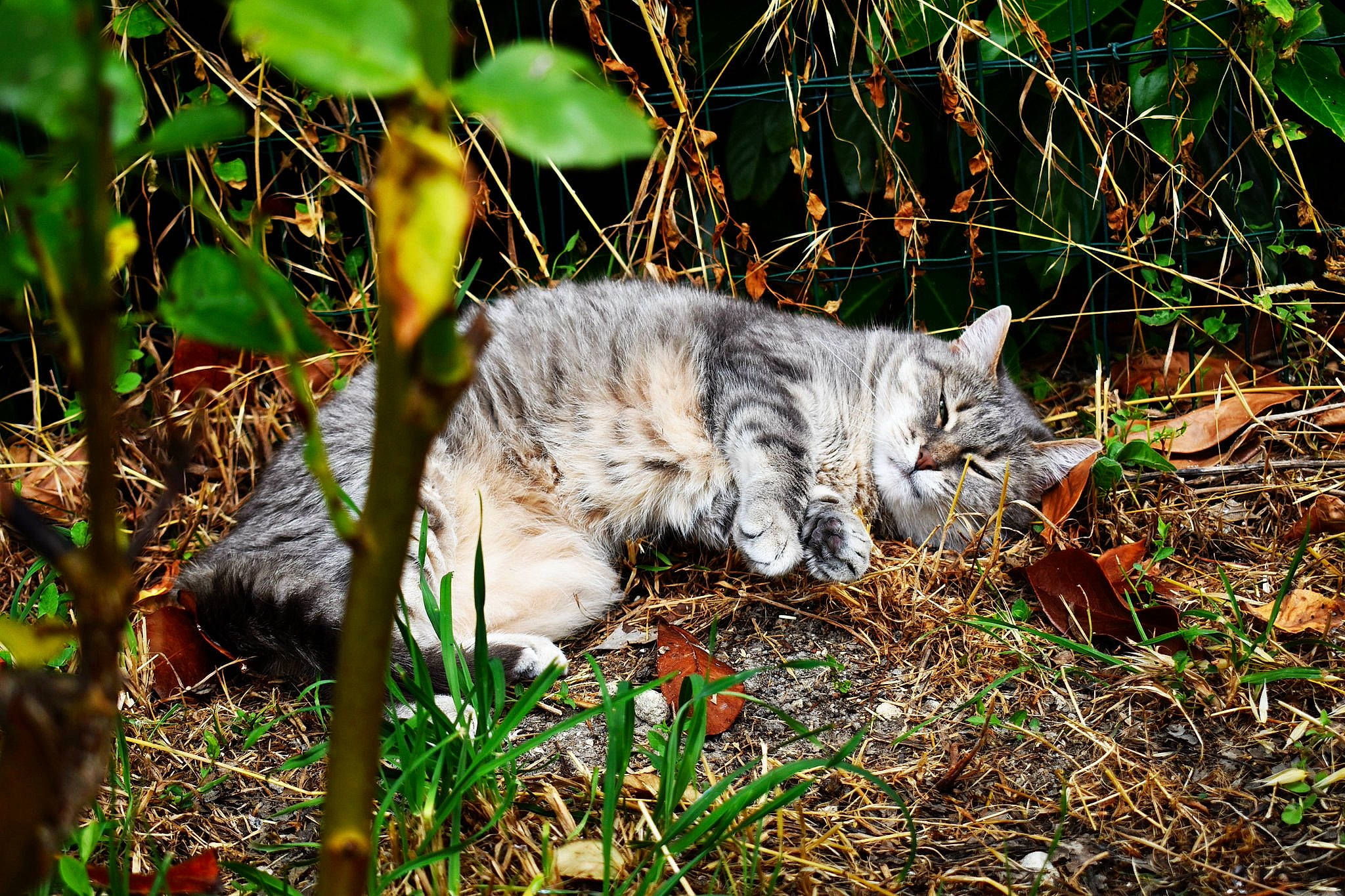 Pouille a rejoint le concours — aidez-le/la à gagner de superbes lots ! carnivore, cat, domestic_short_haired_cat, european_shorthair, fawn, felidae, fur, grass, kitten, leaf, plant, rusty_spotted_cat, small_to_medium_sized_cats, tabby_cat, tail, tree, whiskers, wild_cat, wildlife