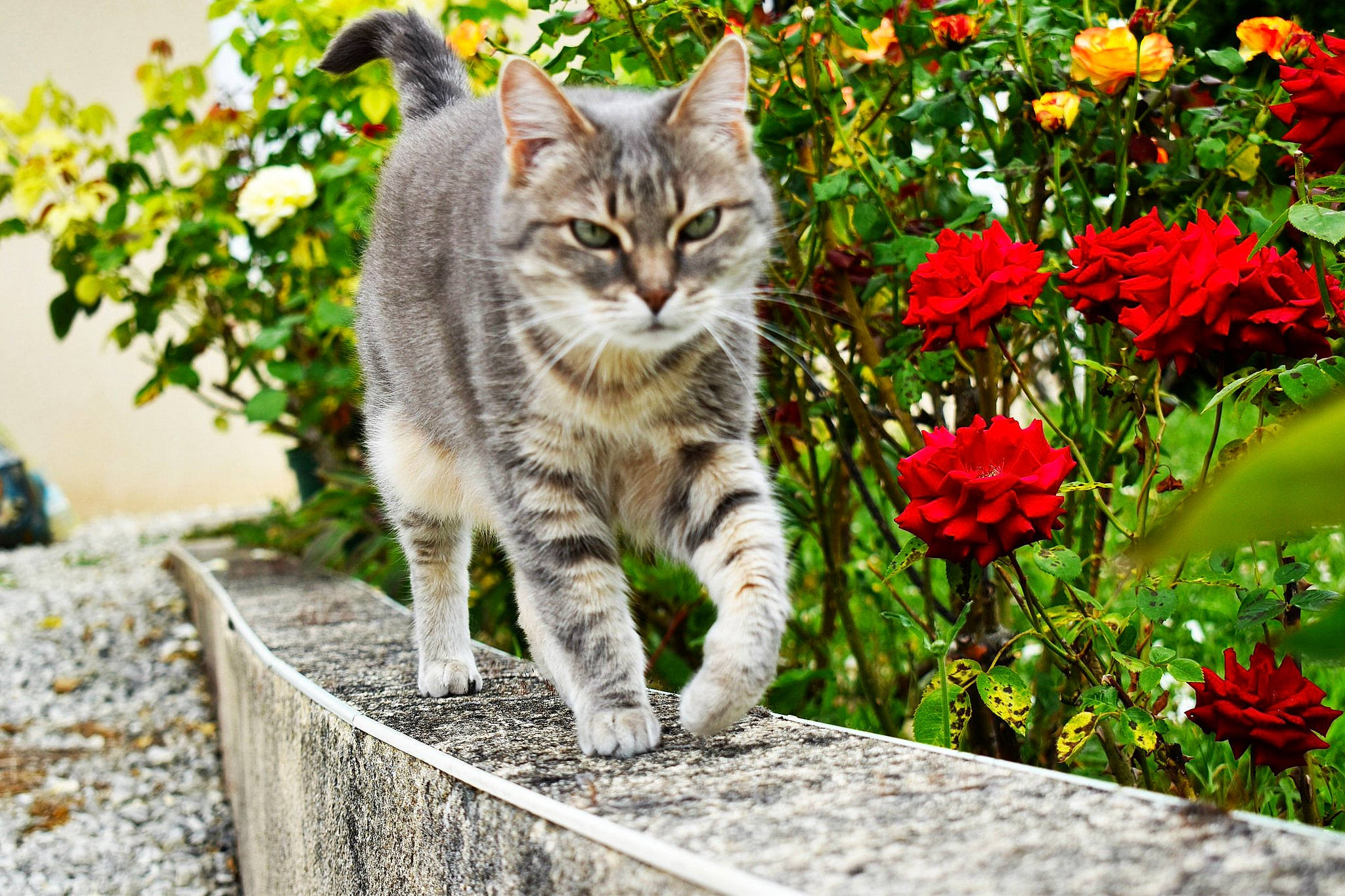 Pouille a rejoint le concours — aidez-le/la à gagner de superbes lots ! aegean_cat, american_shorthair, american_wirehair, asian, british_semi_longhair, carnivore, cat, domestic_short_haired_cat, european_shorthair, felidae, flower, kitten, mammal, plant, siberian, small_to_medium_sized_cats, tabby_cat, tree, whiskers, wild_cat