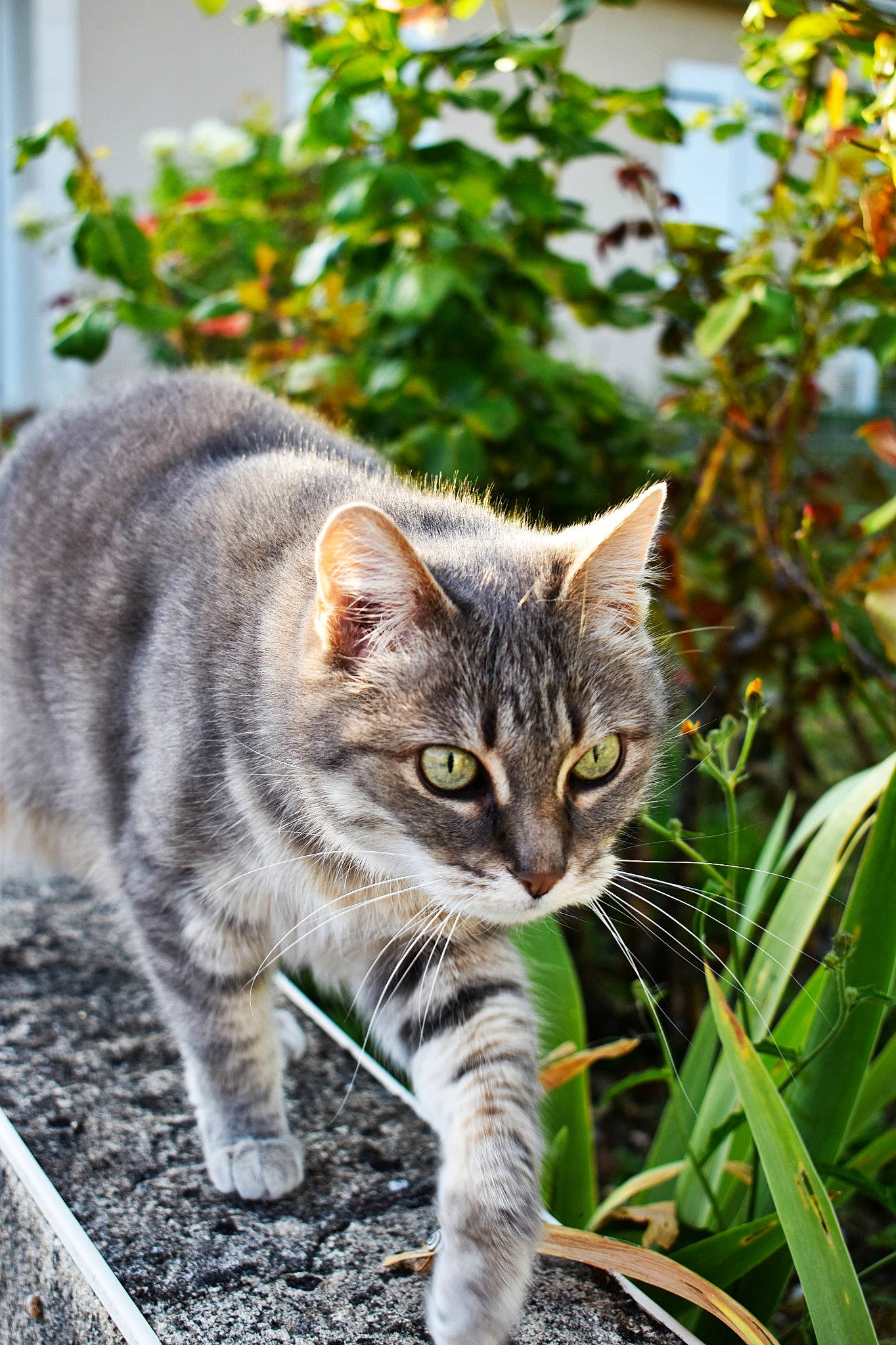 Pouille a rejoint le concours — aidez-le/la à gagner de superbes lots ! american_shorthair, american_wirehair, asian, carnivore, cat, domestic_short_haired_cat, dragon_li, european_shorthair, felidae, grass, kitten, mammal, plant, small_to_medium_sized_cats, tabby_cat, tree, whiskers, wild_cat