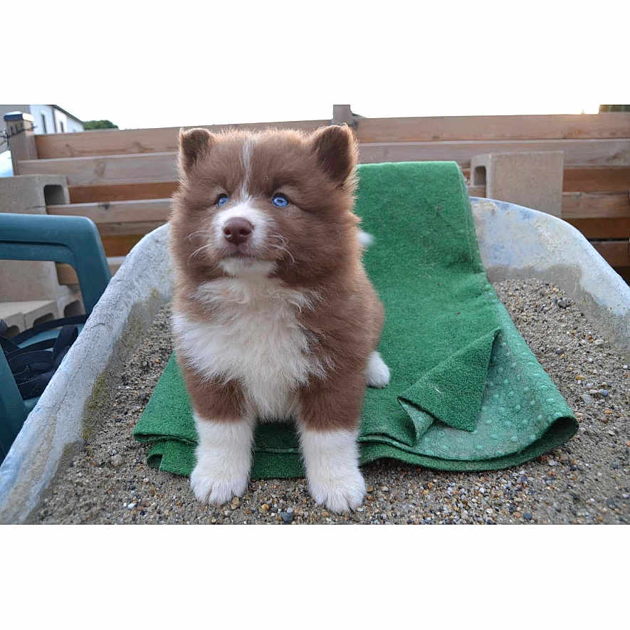 Yuki a rejoint le concours — aidez-le/la à gagner de superbes lots ! accessories, animal, blanket, canine, chart, dog, eskimodog, homedecor, husky, linen, machine, pet, plot, puppy, soil, spoke, strap, terrier, text, towel