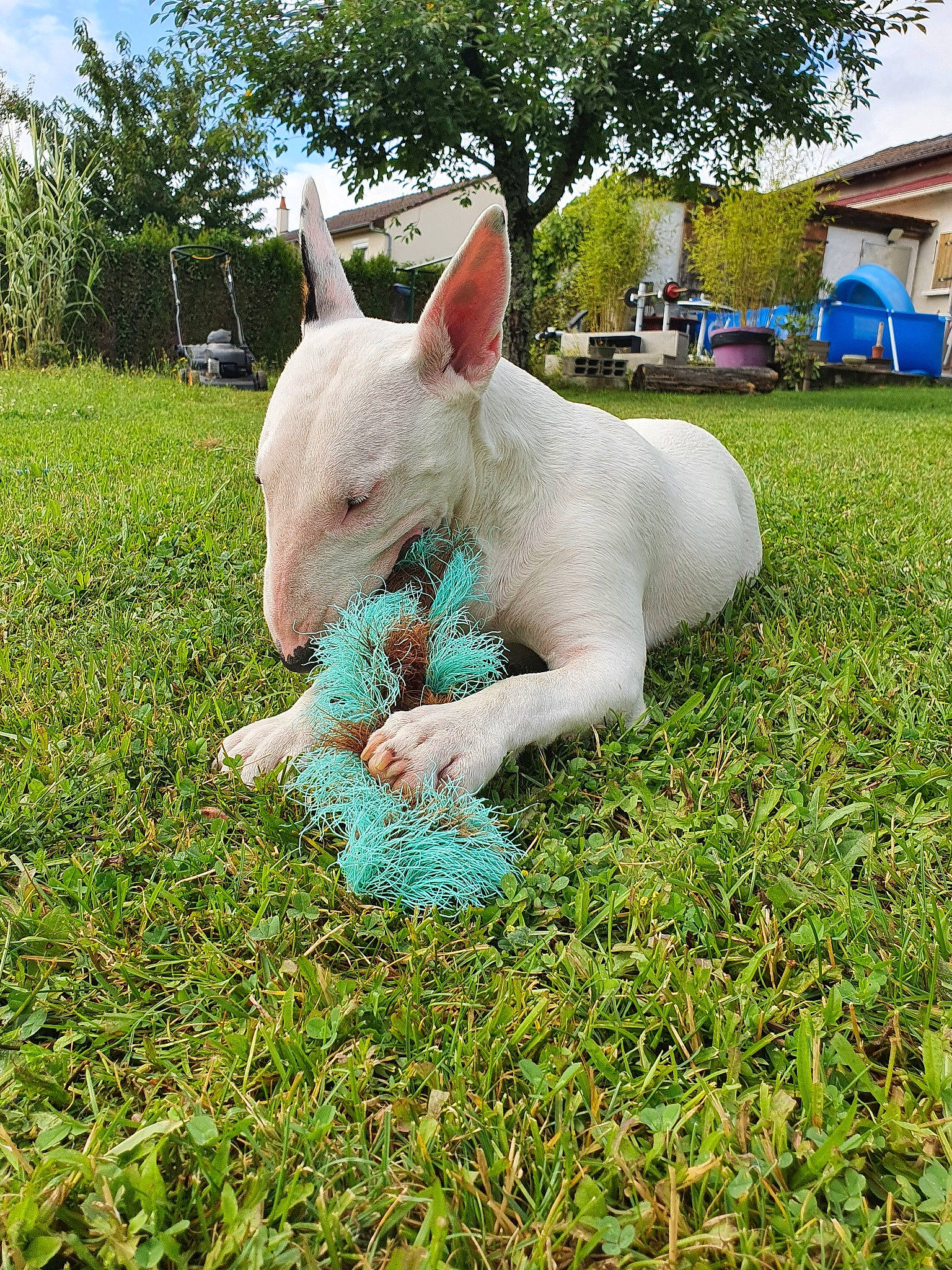 Rocky a rejoint le concours — aidez-le/la à gagner de superbes lots ! canidae, dog_breed, domestic_pig, fawn, goats, grass, grass_family, grassland, groundcover, hood, landscape, lawn, livestock, plant, sky, snout, suidae, tent, terrestrial_animal, tree