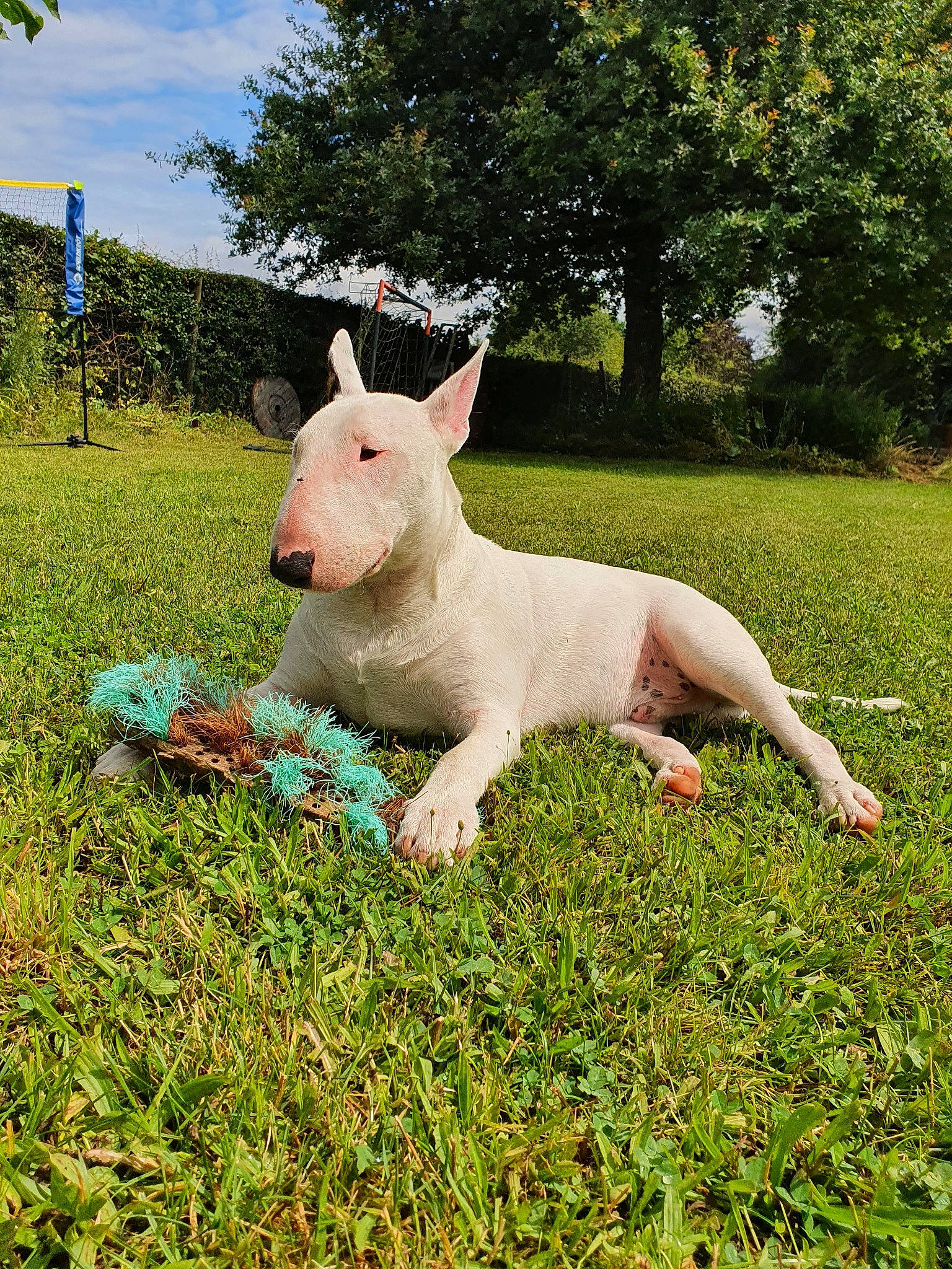 Rocky a rejoint le concours — aidez-le/la à gagner de superbes lots ! domestic_rabbit, fawn, grass, grass_family, grassland, groundcover, happy, hare, lawn, livestock, meadow, people_in_nature, plant, rabbit, rabbits_and_hares, shrub, sky, terrestrial_animal, tree, working_animal