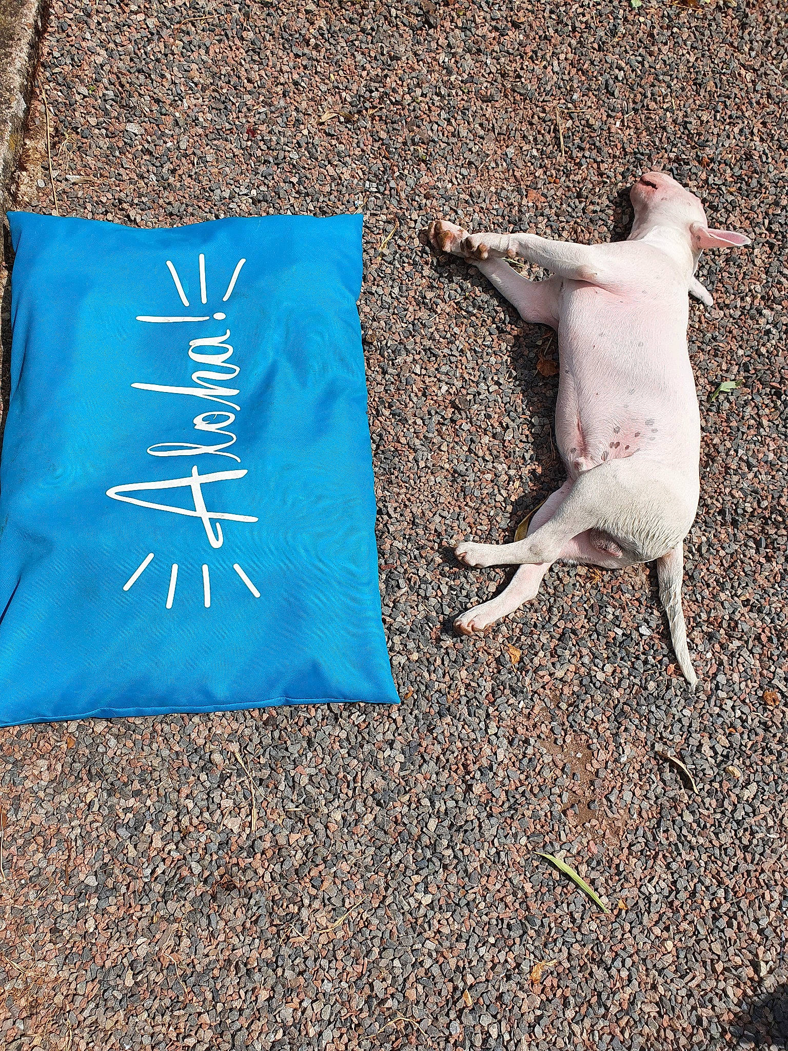 Rocky participe au concours pour gagner de l'argent avec cette photo : asphalt, canidae, carnivore, companion_dog, dog, dog_breed, electric_blue, fawn, font, fur, grass, human_leg, linens, pattern, paw, road_surface, seabird, snout, sporting_group, tail