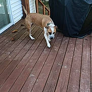 Rocky And Festus joined the competition — help win amazing prizes! animal, backyard, brown_dog, canine, collar, curious, daylight, deck, dog, grill_cover, house, leaves, nature, outdoor, pet, side_view, trees, walking, white_siding, wooden_floor