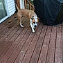 animal, backyard, brown_dog, canine, collar, curious, daylight, deck, dog, grill_cover, house, leaves, nature, outdoor, pet, side_view, trees, walking, white_siding, wooden_floor