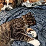 animal, bed, blanket, brown_dog, cat, closeup, companion, cozy, dog, domestic, furniture, indoor, laying_down, patterned_bedspread, pets, relaxation, resting, sleepy, tabby_cat, white_dog