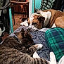 animal, bed, blanket, cat, chair, cozy, dog, domestic, fur, furniture, home, indoor, kitchen, pattern, pet, plaid, relaxation, resting, room, sleeping