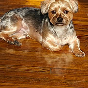 Ace is registered to the contest to win money with this photo: dog, small_dog, pet, lying_down, wooden_floor, sunlight, fur, brown, black, ears, paws, indoor, relaxed, cute, animal, companion, domestic, portrait, canine, resting