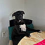 animal, black_dog, calm, chair, curious, dog, domestic, furniture, indoor, knitted_pillow, looking, marble_table, pet, portrait, power_outlet, red_cloth, seated, table, wall, white_patches