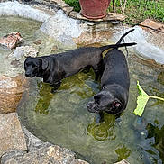 Bella is registered to the contest to win money with this photo: animal, black_dog, canine, daytime, dog, fence, garden, grass, leaf, nature, outdoor, pet, plant, pond, relaxing, shallow_water, stone, summer, sunlight, water