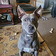 Sadie is registered to the contest to win money with this photo: alert, carpet, chair, chew_toy, dog, dog_portrait, framed_picture, furniture, gray_dog, indoors, large_ears, leather, living_room, pet, portrait, rug, side_table, sitting, white_chest, wood