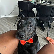 Midnight joined the competition — help win amazing prizes! dog, black_dog, bow_tie, pet, indoor, floor, legs, human, kitchen, chair, furniture, looking_up, brown_eyes, domestic_animal, canine, companion, flooring, modern_interior, cute, animal