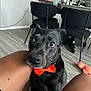 dog, black_dog, bow_tie, pet, indoor, floor, legs, human, kitchen, chair, furniture, looking_up, brown_eyes, domestic_animal, canine, companion, flooring, modern_interior, cute, animal