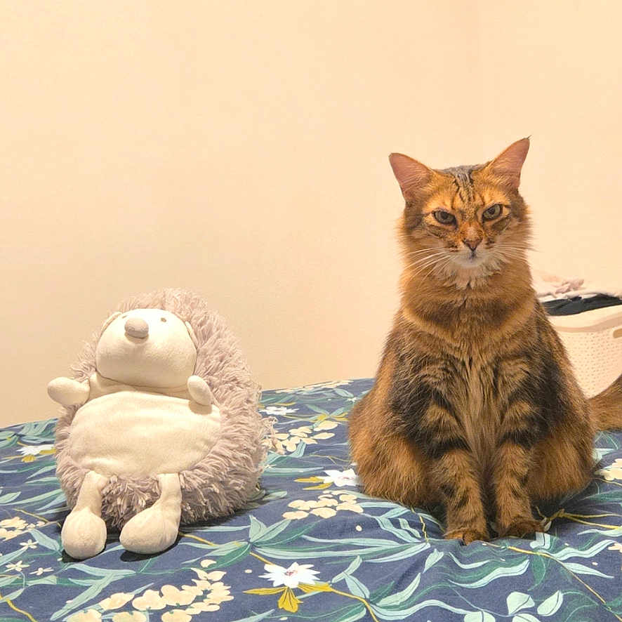 Molie participe au concours pour gagner de l'argent avec cette photo : animal, bed, bedding, bedroom, cat, ears, floral, fluffy, fur, hedgehog, home, indoors, kitten, pattern, pet, plush_toy, portrait, sitting, toy, whiskers