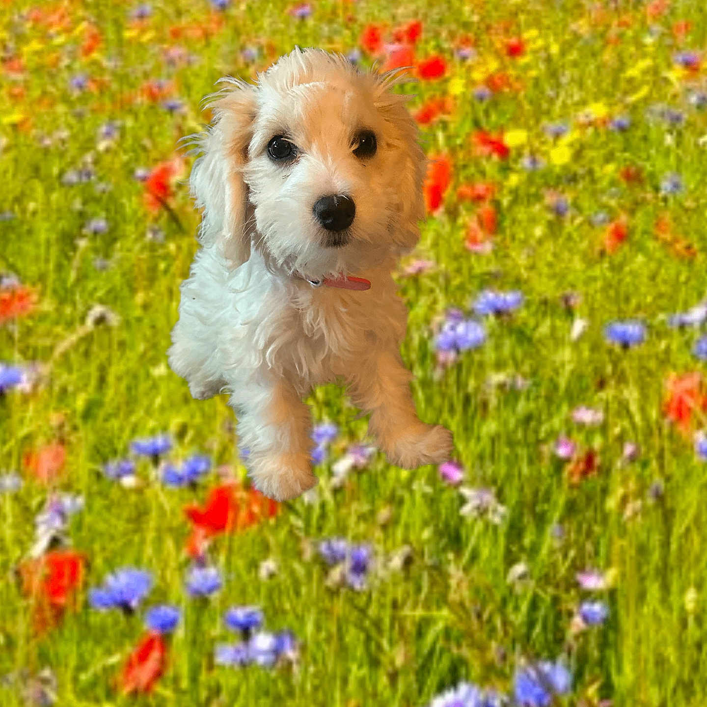 Kiki is registered to the contest to win money with this photo: anemone, animal, canine, countryside, daisy, dog, field, flower, geranium, grass, grassland, meadow, nature, outdoors, pet, petal, plant, puppy, rural, terrier