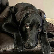 Kobe joined the competition — help win amazing prizes! animal, black_dog, canine, close_up, cozy, dog, ears, eyes, fur, home, indoor, laying_down, leather_chair, nostrils, paws, pet, portrait, relaxed, snout, waiting