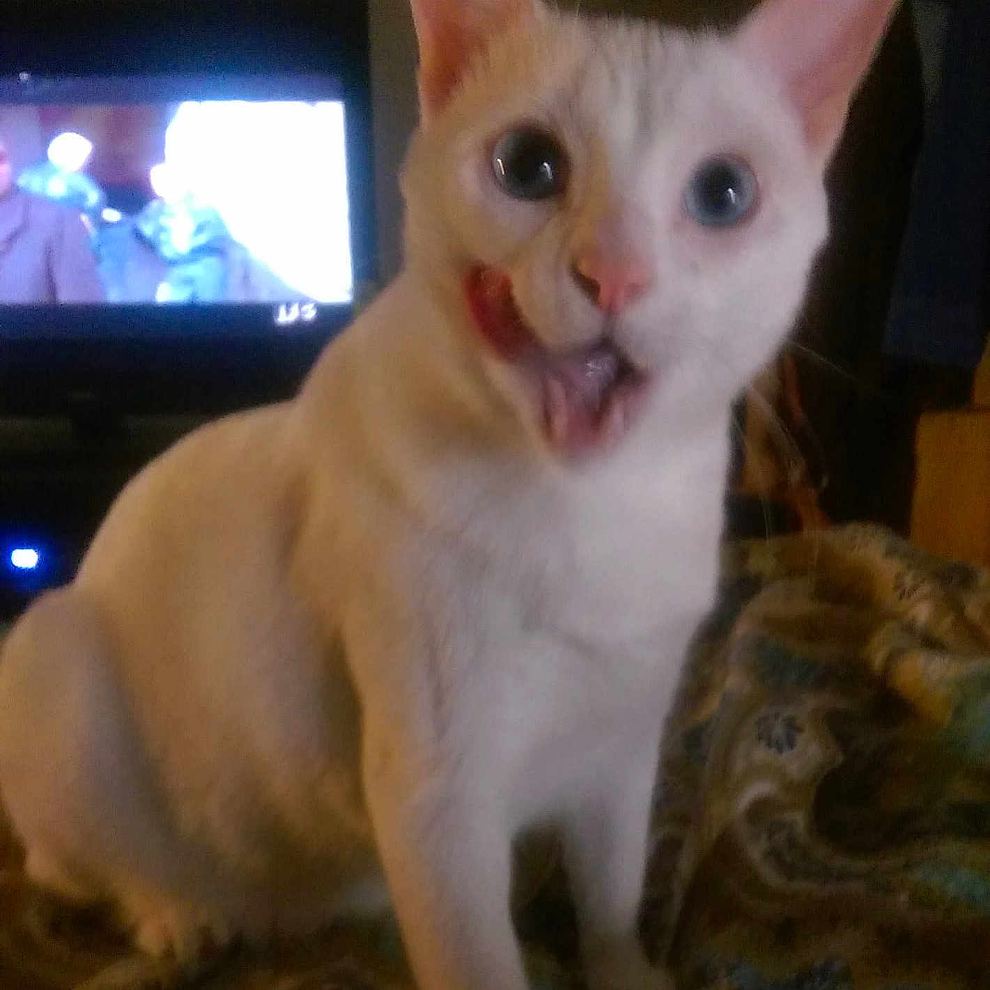 Jj joined the competition — help win amazing prizes! aegean_cat, asian, carnivore, cat, colorpoint_shorthair, cornish_rex, devon_rex, ear, felidae, german_rex, javanese, khao_manee, kitten, mammal, oriental_shorthair, small_to_medium_sized_cats, turkish_angora, turkish_van, vertebrate, whiskers