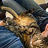 cat, tabby_cat, pet, indoor, lap, jeans, person, relaxed, fur, whiskers, paw, yellow_eyes, cozy, casual_clothing, seated, comfort, closeup, domestic_animal, resting, animal