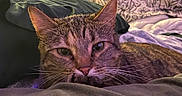 Wally joined the competition — help win amazing prizes! cat, tabby, pet, animal, indoor, bed, pillow, blanket, relaxed, sleepy, fur, whiskers, closeup, domestic_cat, mammal, cozy, resting, cute, feline, home