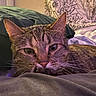 cat, tabby, pet, animal, indoor, bed, pillow, blanket, relaxed, sleepy, fur, whiskers, closeup, domestic_cat, mammal, cozy, resting, cute, feline, home