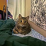 Wally is registered to the contest to win money with this photo: cat, tabby, bed, blanket, guitar, mirror, curtain, tapestry, floral, wall, indoor, furniture, pet, animal, cozy, resting, pattern, decor, comfortable, home