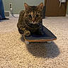 Wally is registered to the contest to win money with this photo: cat, tabby_cat, skateboard, carpet, indoor, pet, animal, brown, feline, whiskers, ears, floor, door, curious, sitting, household, shadow, closeup, playful, domestic