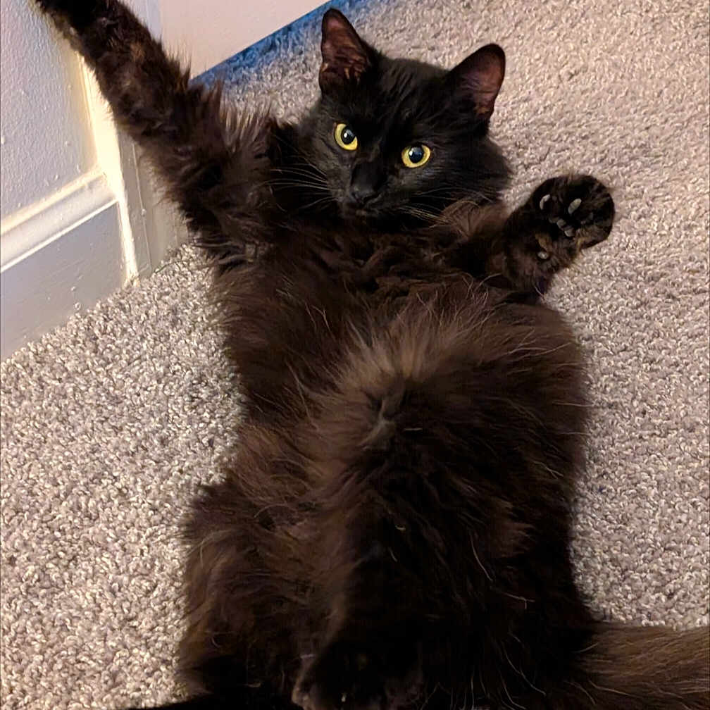 Storm is registered to the contest to win money with this photo: animal, black_cat, carpet, cat, curious, cute, domestic, feline, fluffy, fur, indoor, lying_down, paw, pet, playful, relaxed, stretching, tail, whiskers, wide_eyes