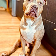 Peaky a rejoint le concours — aidez-le/la à gagner de superbes lots ! animal, brown, cabinet, canine, dog, domestic_animal, ears, eyes, flooring, furniture, home, indoor, looking, mammal, nose, pet, portrait, sitting, white, wooden_floor