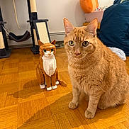 Snuggles is registered to the contest to win money with this photo: animal, cat, cat_tree, cozy, ears, eyes, feline, flooring, home, household, indoor, lego_cat, orange_cat, orange_fur, parquet_floor, pet, sitting, tabby_cat, toy, whiskers