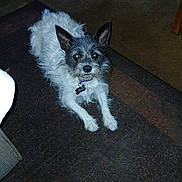 Sissygirl joined the competition — help win amazing prizes! animal_portrait, black_and_white, carpet, collar, direct_gaze, dog, dog_tag, flash_photography, furniture, household, indoors, living_room, pet, pointed_ears, rug, scruffy_fur, sitting, small_dog, terrier, wooden_chair