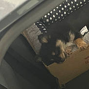 Bella joined the competition — help win amazing prizes! puppy, dog, sleeping, cardboard_box, pet_bed, car_seat, fur, cozy, resting, animal, indoor, cute, small, black_fur, tan_fur, paws, soft, travel, relaxing, companion