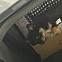 puppy, dog, sleeping, cardboard_box, pet_bed, car_seat, fur, cozy, resting, animal, indoor, cute, small, black_fur, tan_fur, paws, soft, travel, relaxing, companion