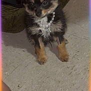 Bella joined the competition — help win amazing prizes! puppy, dog, floor, necklace, jewelry, cute, small_dog, fur, pet, indoor, tile, black_fur, brown_fur, animal, domestic_animal, sitting, accessory, young_dog, adorable, portrait