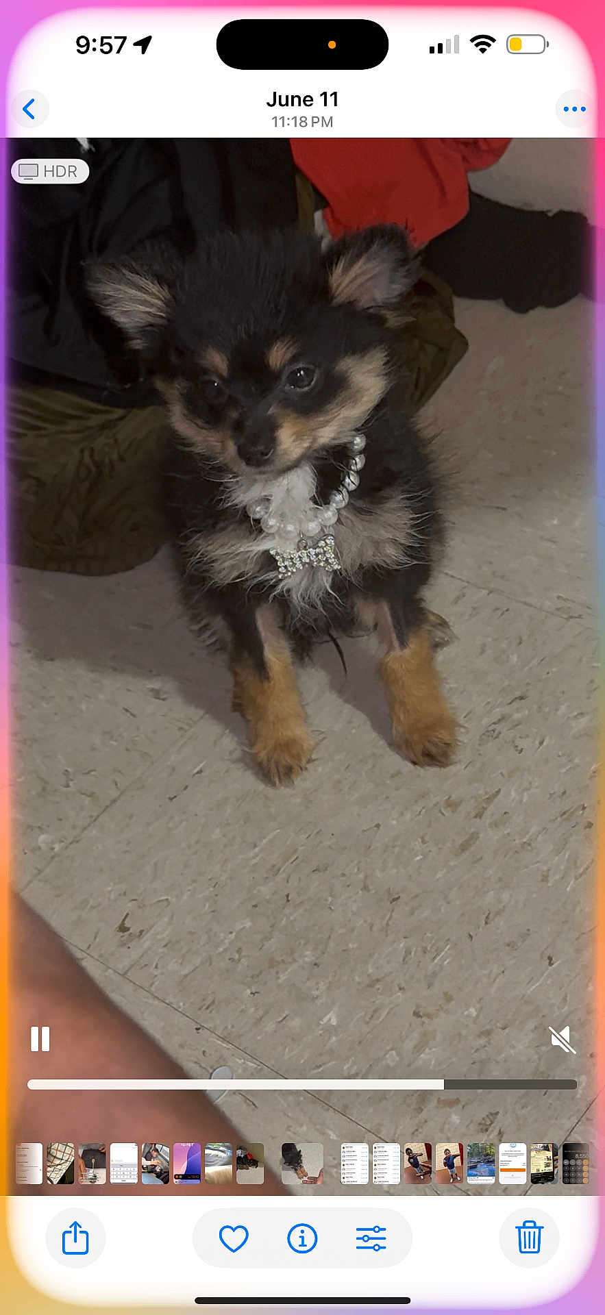 Bella joined the competition — help win amazing prizes! puppy, dog, floor, necklace, jewelry, cute, small_dog, fur, pet, indoor, tile, black_fur, brown_fur, animal, domestic_animal, sitting, accessory, young_dog, adorable, portrait