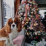 dog, cavalier_king_charles_spaniel, christmas_tree, holiday_decorations, ornaments, ribbons, gifts, gift_bags, couch, pink_blanket, window, indoor, festive, pet, fur, brown_and_white, holiday, lights, decor, living_room