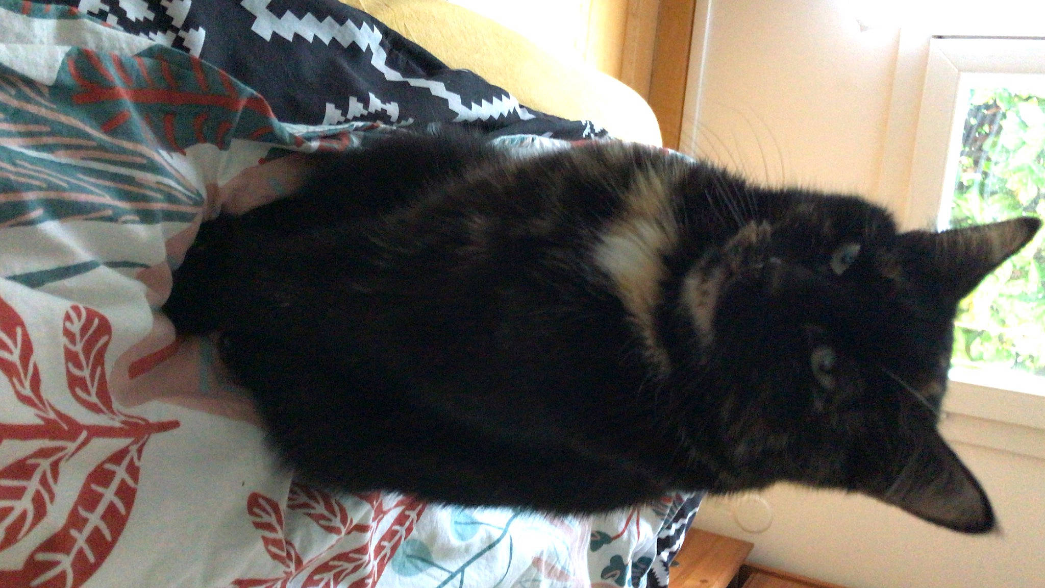 Oxi a rejoint le concours — aidez-le/la à gagner de superbes lots ! black_cat, carnivore, cat, claw, comfort, dog_breed, domestic_short_haired_cat, ear, felidae, fur, nap, natural_material, small_to_medium_sized_cats, snout, sporting_group, tail, terrestrial_animal, whiskers