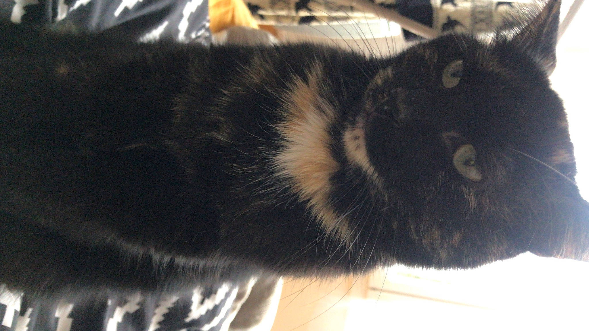 Oxi a rejoint le concours — aidez-le/la à gagner de superbes lots ! black_cat, carnivore, cat, claw, domestic_short_haired_cat, felidae, fur, paw, small_to_medium_sized_cats, snout, tail, terrestrial_animal, whiskers