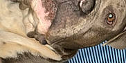 Boss is registered to the contest to win money with this photo: animal, blinds, brown, canine, close_up, curious, dog, domestic, ears, face, fur, indoor, looking, muzzle, nose, pet, portrait, resting, white, window